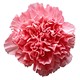 send pink carnations Bekaa Lebanon