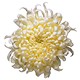 send crysanthemum to bekaa lebanon