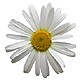 send daisy flowers to bekaa lebanon