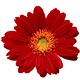 send gerbera flowers to bekaa lebanon