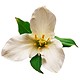 send lily flowers to bekaa lebanon
