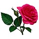 send roses to bekaa lebanon