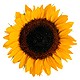 send sunflower to bekaa lebanon