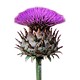 send thistle to bekaa lebanon