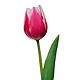 send pink tulip to bekaa lebanon