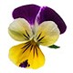 send violets to bekaa lebanon